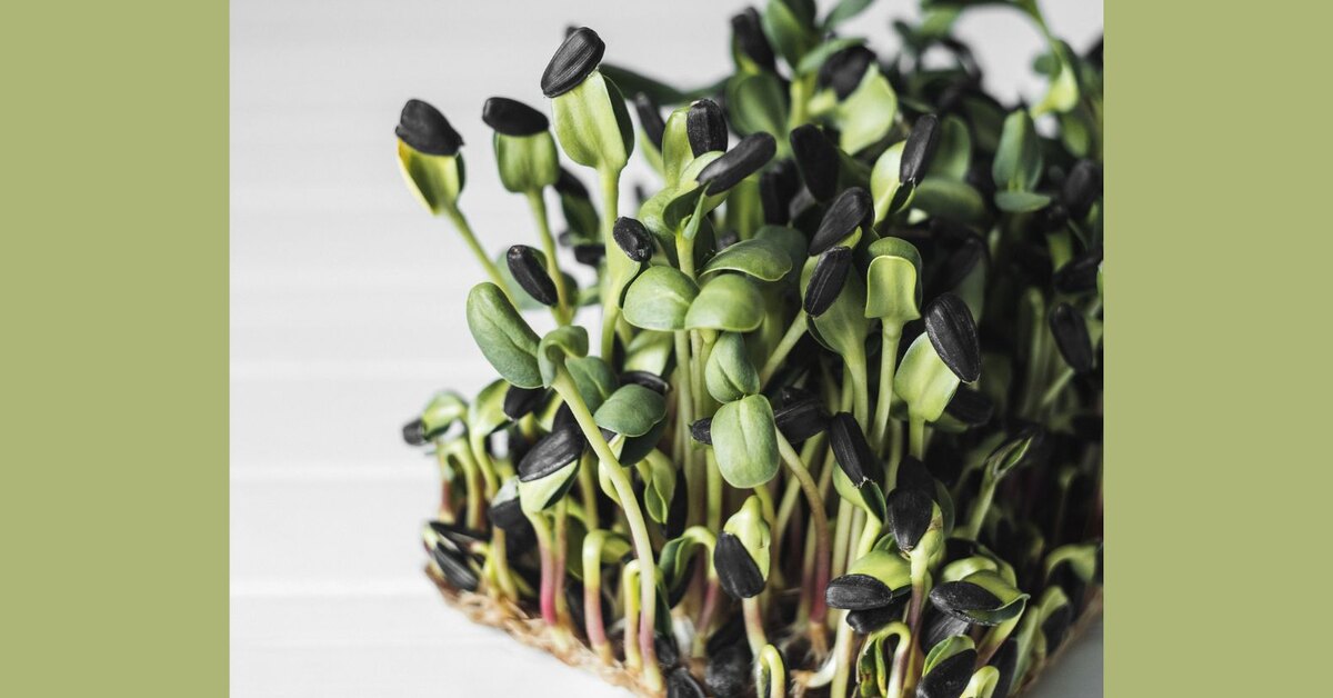 Как вырастить дома микрозелень из семян льна — быстро и с минимальными затратами