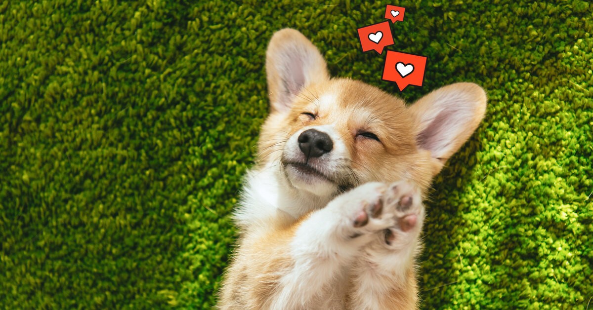 Самые милые собаки и щенки – топ-25 очаровательных пород
