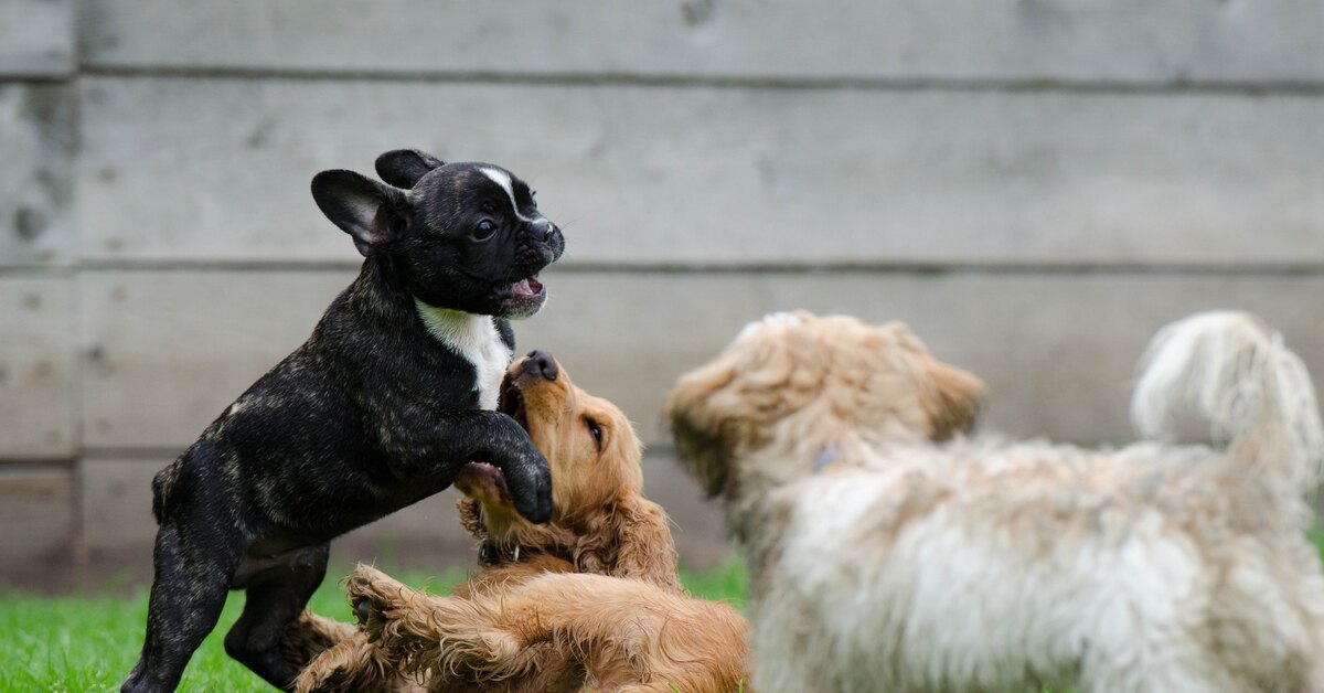 Маленькие собачки: топ лучших мелких пород собак с фото, описанием и отзывами