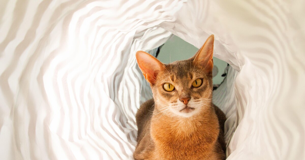 Абиссинская кошка: фото, характер, как выглядит, описание и особенности породы