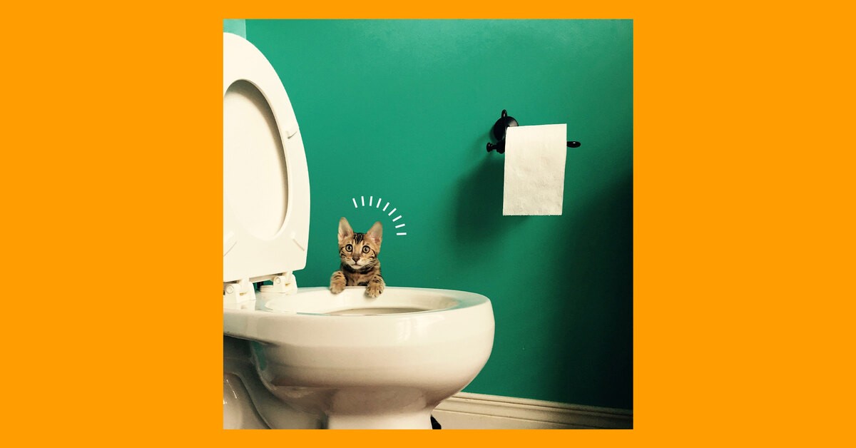 Почему котам нравится смотреть, как мы ходим в туалет: дело вовсе не в любопытстве!