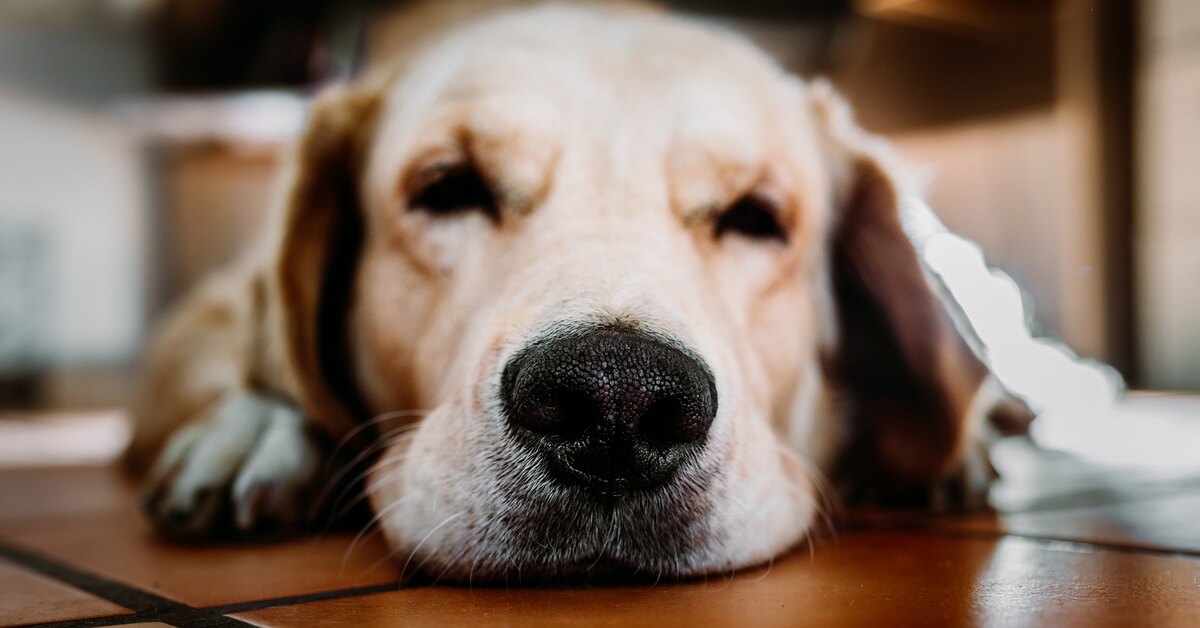 Почему у собаки сухой нос: все возможные причины