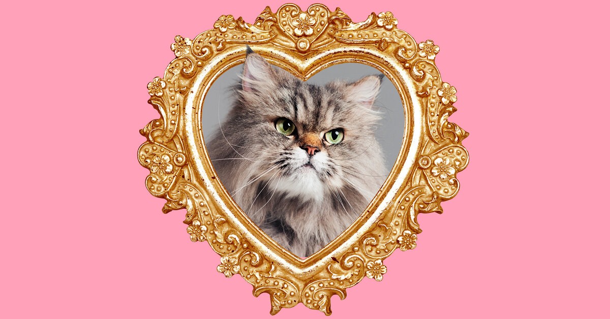 Породы кошек, которые были выведены в России и ценятся во всем мире: фото, характеристики, описание