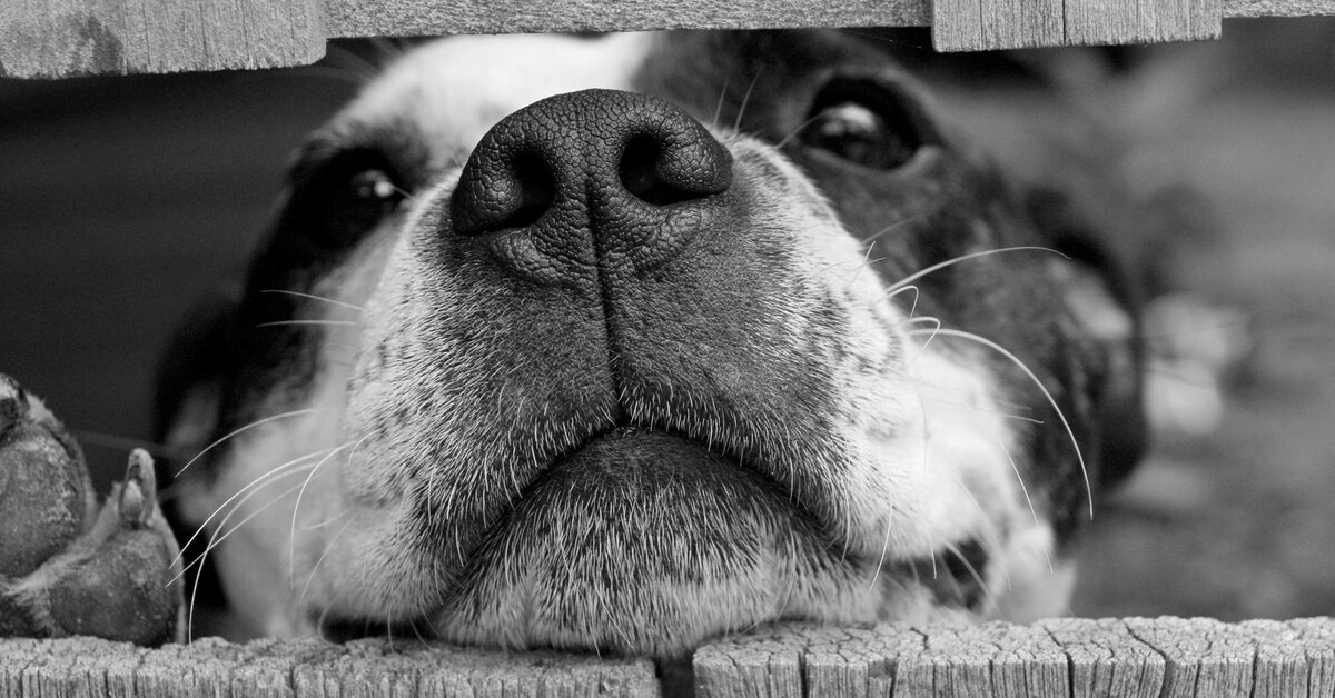Бровки домиком: почему собаки умильно смотрят на хозяев