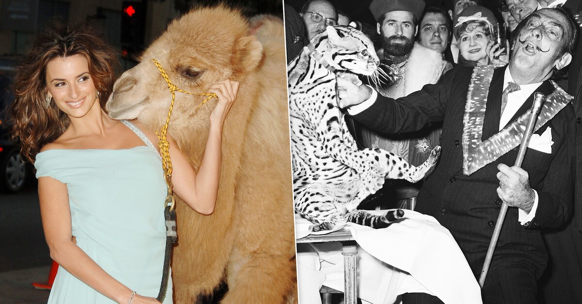 Поцелуй верблюда и оцелот в ресторане: 18 редких фото знаменитостей с животными