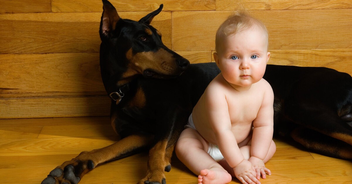 Сильные и опасные: 8 пород собак, которых нельзя заводить, если у тебя дети